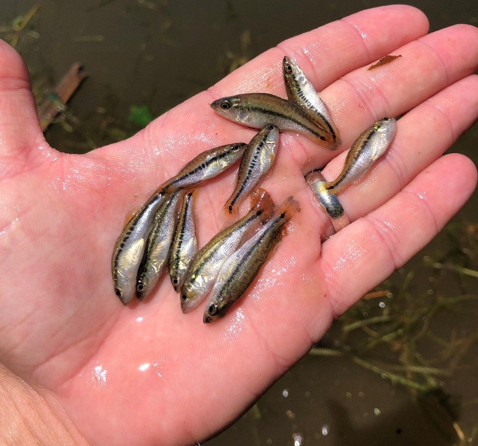 Baby freshwater cheap fish